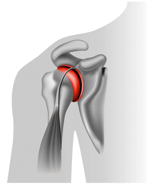 Ball and socket joint (shoulder)